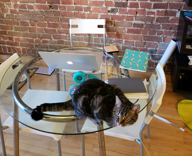 a cat sits on a class table next to a laptop