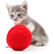 A small gray kitten calmly rests a single paw on a large red ball of yarn